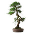 Pinus thunbergii, 70 cm, ± 25 jaar oud