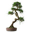 Pinus thunbergii, 70 cm, ± 25 jaar oud