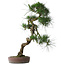 Pinus thunbergii, 70 cm, ± 25 jaar oud