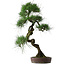 Pinus thunbergii, 70 cm, ± 25 jaar oud