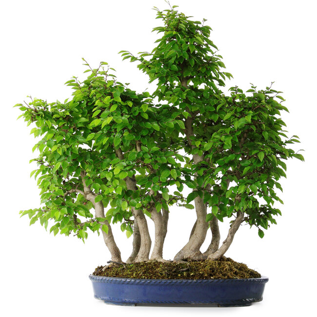 Carpinus coreana, 65 cm, ± 30 years old