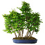 Carpinus coreana, 65 cm, ± 30 ans