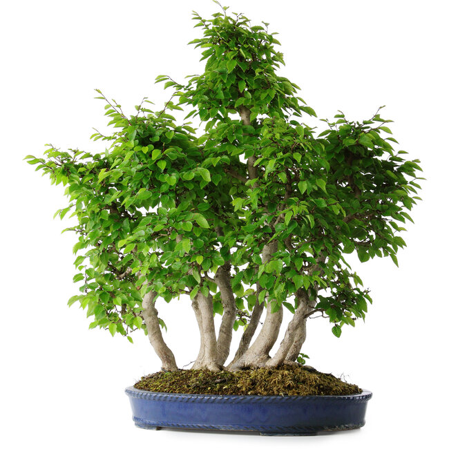Carpinus coreana, 65 cm, ± 30 anni
