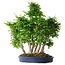 Carpinus coreana, 65 cm, ± 30 Jahre alt
