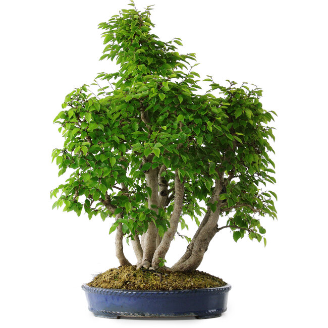 Carpinus coreana, 65 cm, ± 30 jaar oud