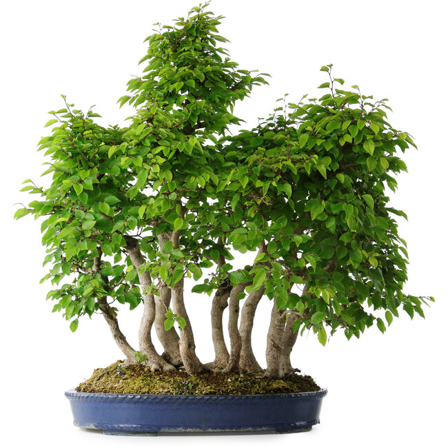 Carpinus coreana, 65 cm, ± 30 jaar oud