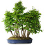 Carpinus coreana, 65 cm, ± 30 Jahre alt