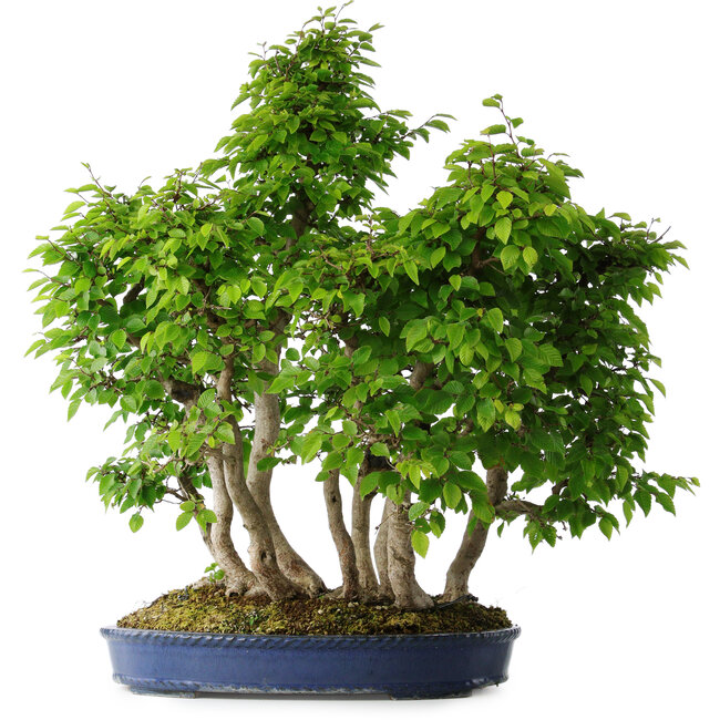 Carpinus coreana, 65 cm, ± 30 años