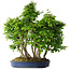 Carpinus coreana, 65 cm, ± 30 ans