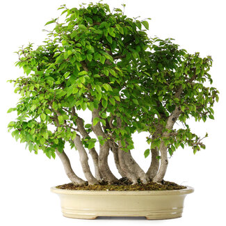 Carpinus coreana, 58 cm, ± 30 jaar oud