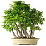 Carpinus coreana, 58 cm, ± 30 anni