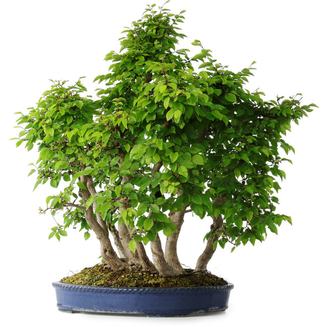 Carpinus coreana, 65 cm, ± 30 Jahre alt