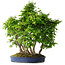 Carpinus coreana, 65 cm, ± 30 years old