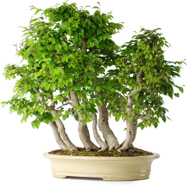 Carpinus coreana, 58 cm, ± 30 años