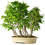 Carpinus coreana, 58 cm, ± 30 Jahre alt