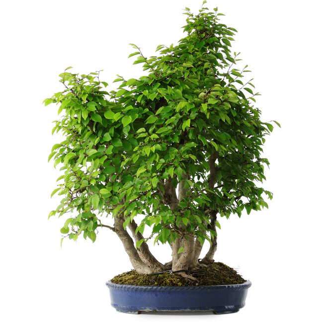 Carpinus coreana, 65 cm, ± 30 anni