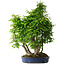 Carpinus coreana, 65 cm, ± 30 años