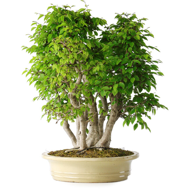 Carpinus coreana, 58 cm, ± 30 jaar oud