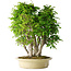 Carpinus coreana, 58 cm, ± 30 Jahre alt