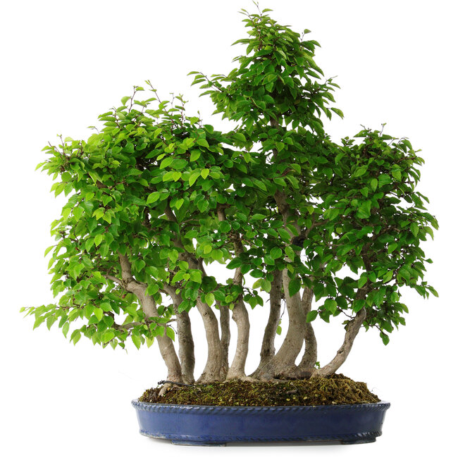 Carpinus coreana, 65 cm, ± 30 ans
