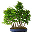 Carpinus coreana, 65 cm, ± 30 years old