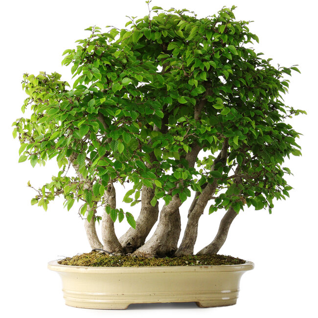 Carpinus coreana, 58 cm, ± 30 Jahre alt