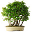 Carpinus coreana, 58 cm, ± 30 Jahre alt