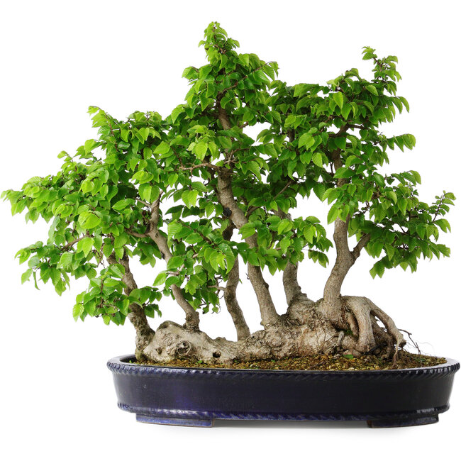 Carpinus coreana, 49 cm, ± 30 years old