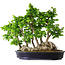Carpinus coreana, 49 cm, ± 30 years old