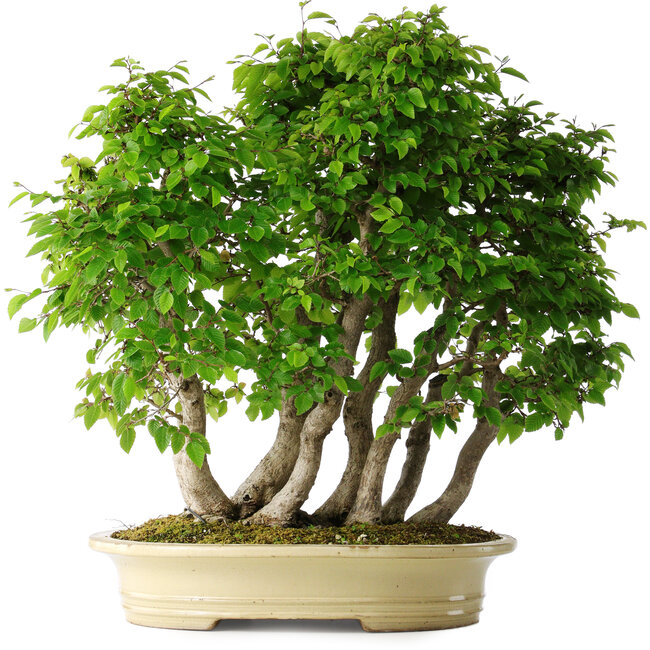 Carpinus coreana, 58 cm, ± 30 jaar oud