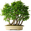 Carpinus coreana, 58 cm, ± 30 years old