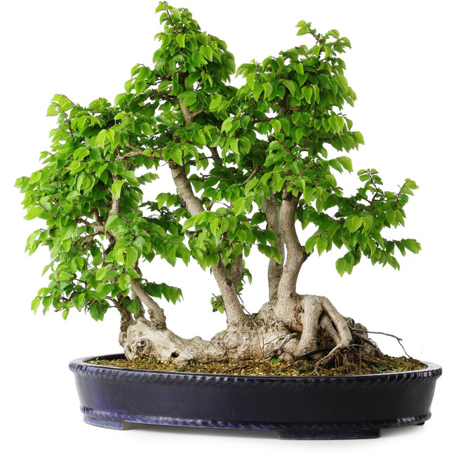 Carpinus coreana, 49 cm, ± 30 años