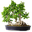 Carpinus coreana, 49 cm, ± 30 anni