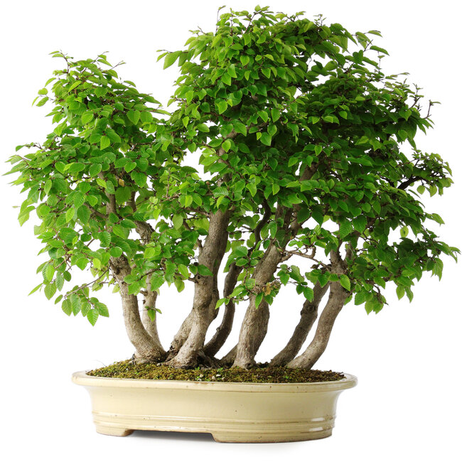 Carpinus coreana, 58 cm, ± 30 Jahre alt