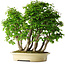 Carpinus coreana, 58 cm, ± 30 Jahre alt