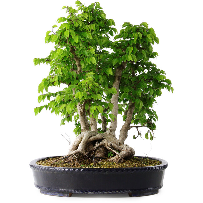 Carpinus coreana, 49 cm, ± 30 Jahre alt
