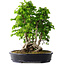 Carpinus coreana, 49 cm, ± 30 Jahre alt