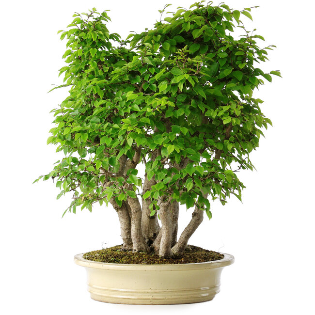 Carpinus coreana, 58 cm, ± 30 Jahre alt