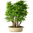 Carpinus coreana, 58 cm, ± 30 Jahre alt