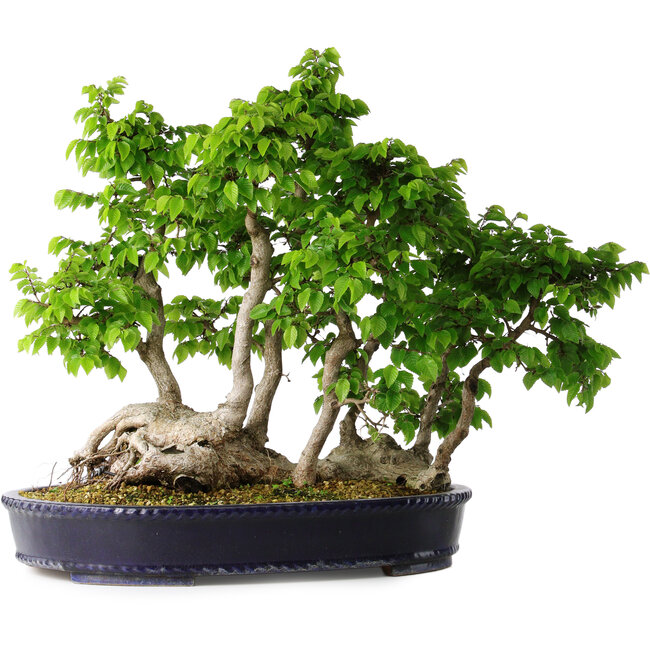 Carpinus coreana, 49 cm, ± 30 ans