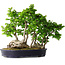 Carpinus coreana, 49 cm, ± 30 years old