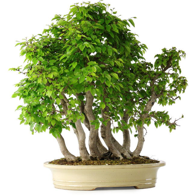 Carpinus coreana, 58 cm, ± 30 años