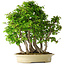 Carpinus coreana, 58 cm, ± 30 Jahre alt