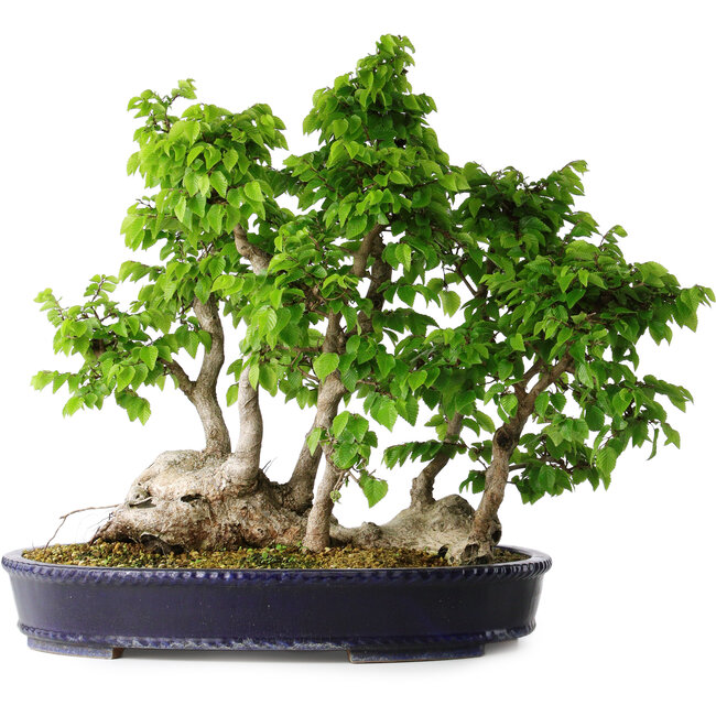 Carpinus coreana, 49 cm, ± 30 years old