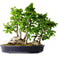 Carpinus coreana, 49 cm, ± 30 anni