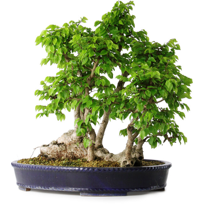 Carpinus coreana, 49 cm, ± 30 años