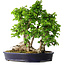 Carpinus coreana, 49 cm, ± 30 Jahre alt