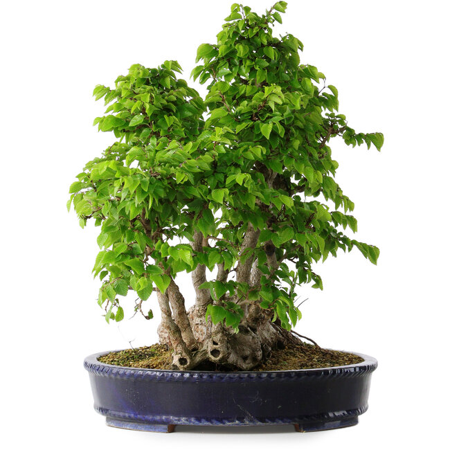 Carpinus coreana, 49 cm, ± 30 jaar oud