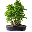 Carpinus coreana, 49 cm, ± 30 Jahre alt