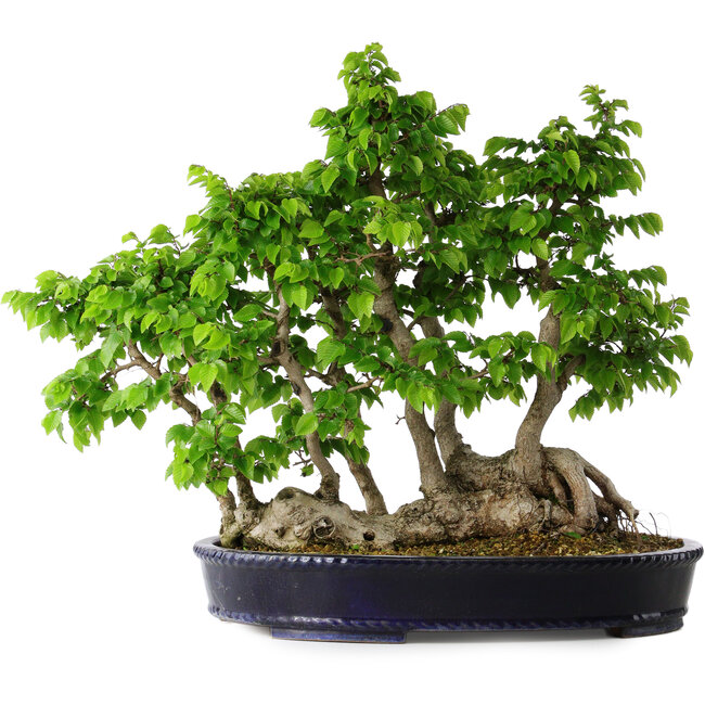Carpinus coreana, 49 cm, ± 30 jaar oud